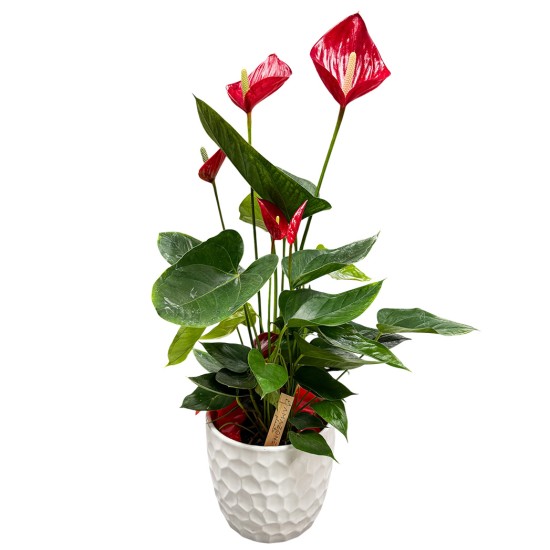 Anturis (Anthurium) Anturis (Anthurium)