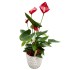 Anturis (Anthurium)