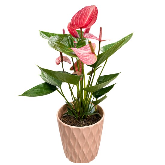 Anturis (Anthurium)