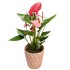 Anturis (Anthurium)