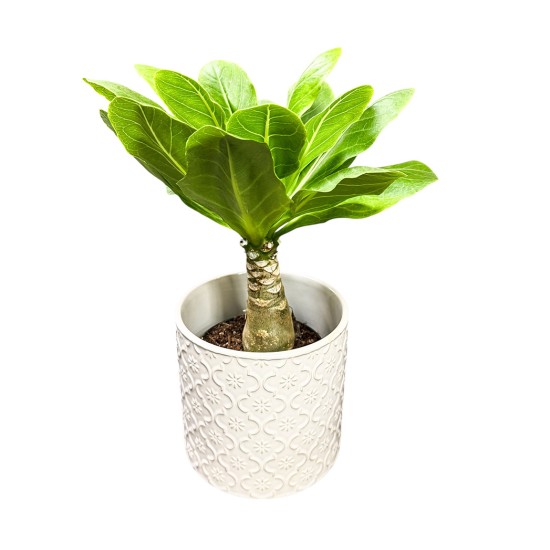 Brighamia insignis (Havajinė palmė)