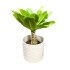 Brighamia insignis (Havajinė palmė)