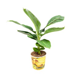 Bananmedis Bananmedis