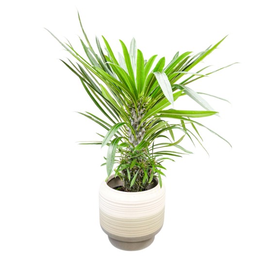 Madagaskaro palmė (Pachypodium) 