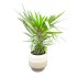 Madagaskaro palmė (Pachypodium) 