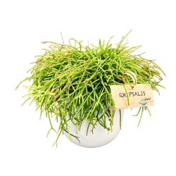 Ripsalis (Rhipsalis) Ripsalis (Rhipsalis)