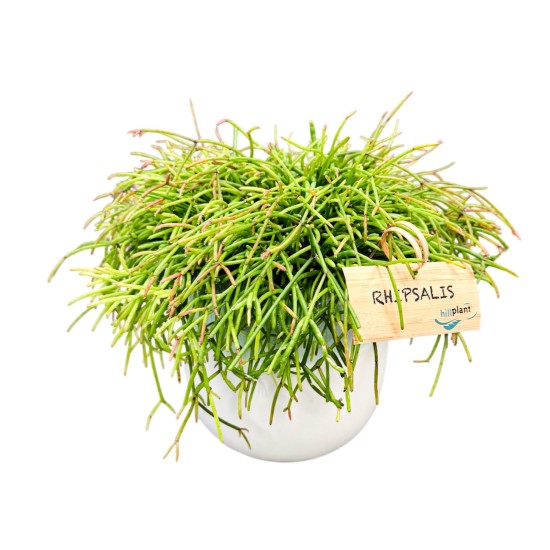 Ripsalis (Rhipsalis) Ripsalis (Rhipsalis)