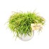Ripsalis (Rhipsalis)