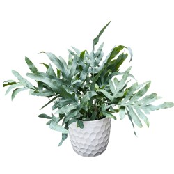Mėlynasis papartis  (Phlebodium aureum)
