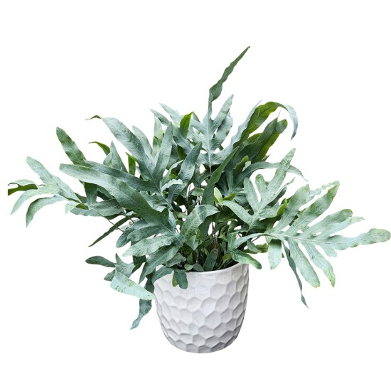 Mėlynasis papartis  (Phlebodium aureum)