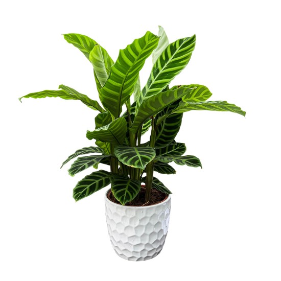 Kalatėja (Calathea zebrina)