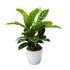 Kalatėja (Calathea zebrina)