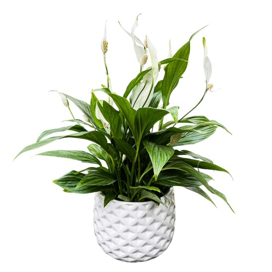 Vėzdūnė (Spathiphyllum)