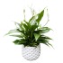 Vėzdūnė (Spathiphyllum)