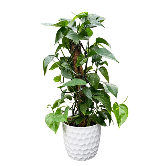 Skindapas (Epipremnum aureum)