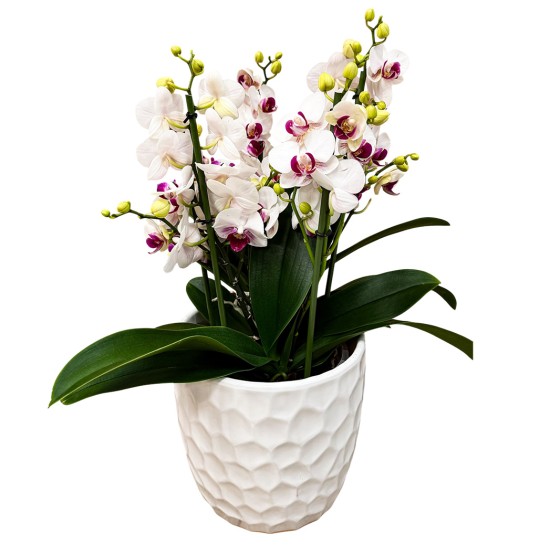 Orchidėja smulkiažiedė su bordiniu viduriuku Orchidėja smulkiažiedė su bordiniu viduriuku