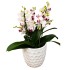 Orchidėja smulkiažiedė su bordiniu viduriuku 