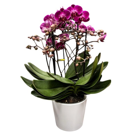 Orchidėja smulkiažiedė, ciklameno atspalvio Orchidėja smulkiažiedė, ciklameno atspalvio