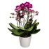 Orchidėja smulkiažiedė, ciklameno atspalvio