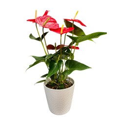 Anturis (Anthurium), raudonas