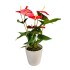 Anturis (Anthurium), raudonas