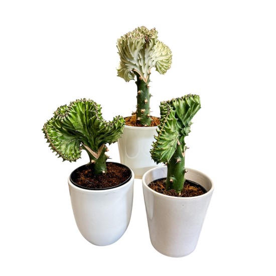Euphorbia