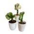 Euphorbia