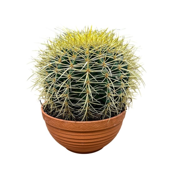 Kaktusas