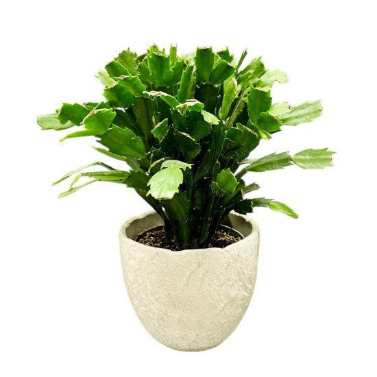Schlumbergera Schlumbergera
