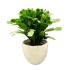 Schlumbergera