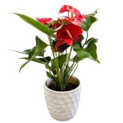 Anturis (Anthurium)