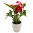 Anturis (Anthurium)
