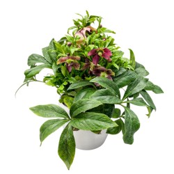 Eleboras (Helleborus) Eleboras (Helleborus)
