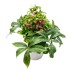 Eleboras (Helleborus)