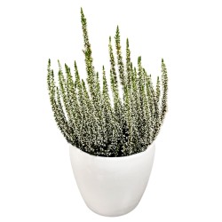 Viržis (Calluna vulgaris) Viržis (Calluna vulgaris)