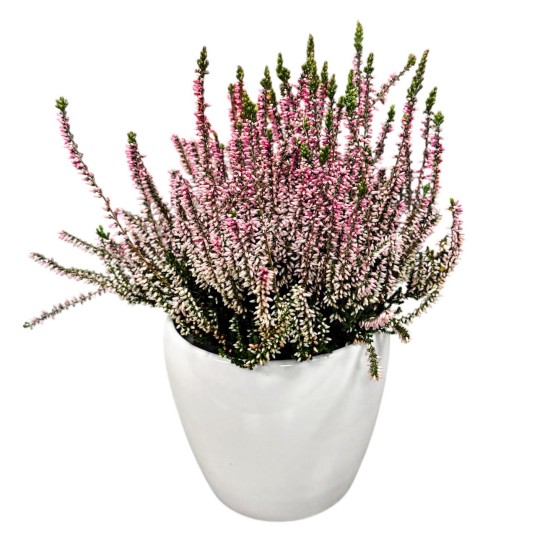 Viržis (Calluna vulgaris)