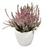 Viržis (Calluna vulgaris)