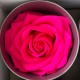 Miegančios rožės VERDISSIMO Premium Rose
