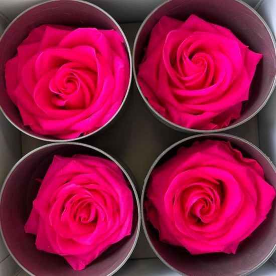 Miegančios rožės VERDISSIMO Premium Rose