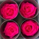Miegančios rožės VERDISSIMO Premium Rose
