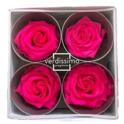 Miegančios rožės VERDISSIMO Premium Rose