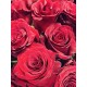 Raudonų rožių puokštė "Vivi" Raudonų rožių puokštė "Vivi"